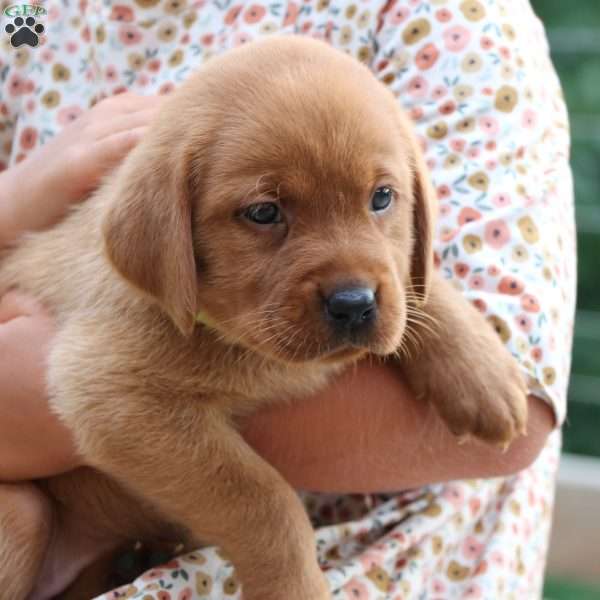 Felicia, Fox Red Labrador Retriever Puppy